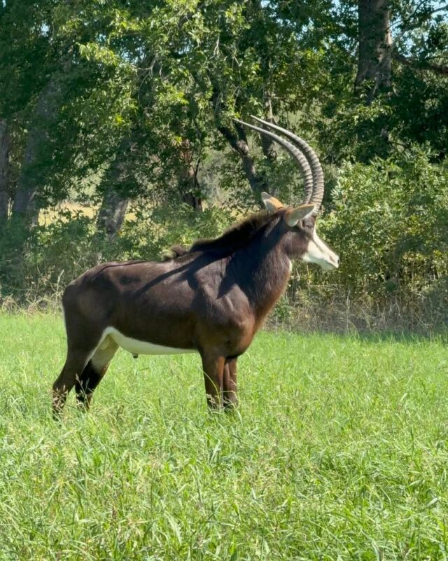 Sable antelope on the ranch! www.cottonmesawhitetail.comRobert (903) 654-3416