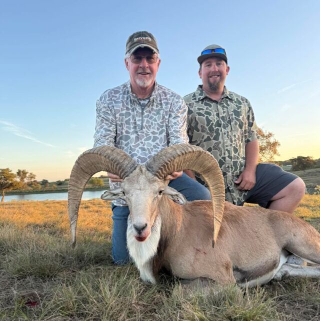 Congratulations to our hunter, Tom on harvesting a Transcaspian Urial Ram! www.cottonmesawhitetail.comRobert (903) 654-3416